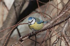 Sikora modra - (Cyanistes caeruleus syn. Parus caeruleus) - Blue Tit