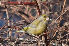 Dzwoniec zwyczajny - (Carduelis chloris) - European Greenfinch