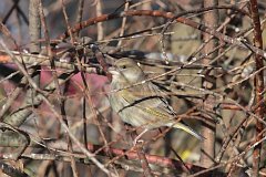 Dzwoniec zwyczajny - (Carduelis chloris) - European Greenfinch