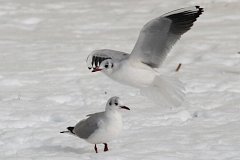 Mewa siwa (pospolita) - (Larus canus) - Common Gull