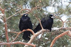 Gawron - (Corvus frugilegus) - Rook