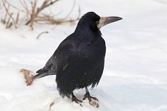 Gawron - (Corvus frugilegus) - Rook