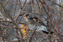 Kwiczo - (Turdus pilaris) - Fieldfare