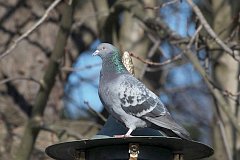 Gob skalny - (Columba livia) - Rock Pigeon