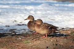 Kaczka krzywka - (Anas platyrhynchos) - Mallard - Wild Duck