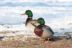 Kaczka krzywka - (Anas platyrhynchos) - Mallard - Wild Duck