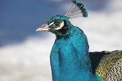 Paw indyjski (zwyczajny) - samiec - (Pavo cristatus) - Indian Peafowl (Blue Peafowl)