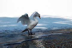 abd niemy - (Cygnus olor) - Mute Swan