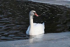 abd niemy - (Cygnus olor) - Mute Swan