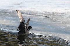 yska (zwyczajna) - (Fulica atra atra) - Eurasian Coot