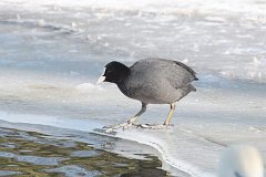 yska (zwyczajna) - (Fulica atra atra) - Eurasian Coot