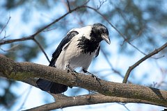 Wrona siwa - (Corvus cornix) - Hooded Crow