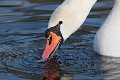 abd niemy - (Cygnus olor) - Mute Swan