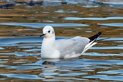 Mewa siwa (pospolita) - (Larus canus) - Common Gull