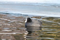 yska (zwyczajna) - (Fulica atra atra) - Eurasian Coot