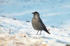 Kawka zwyczajna - (Corvus monedula) - Jackdaw