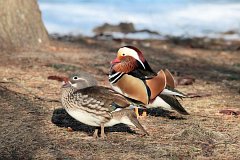 Mandarynka - (Aix galericulata) - Mandarin Duck