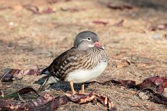 Mandarynka - (Aix galericulata) - Mandarin Duck