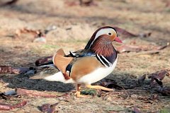 Mandarynka - (Aix galericulata) - Mandarin Duck