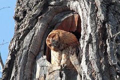 Puszczyk zwyczajny - (Strix aluco aluco) - Tawny Owl