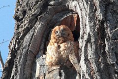 Puszczyk zwyczajny - (Strix aluco aluco) - Tawny Owl