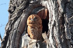 Puszczyk zwyczajny - (Strix aluco aluco) - Tawny Owl