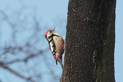 Dzicio redni - (Dendrocopos medius)  - Middle Spotted Woodpecker