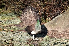 Paw indyjski (zwyczajny) - samiec - (Pavo cristatus) - Indian Peafowl (Blue Peafowl)