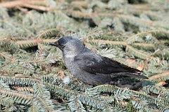 Kawka zwyczajna - (Corvus monedula) - Jackdaw