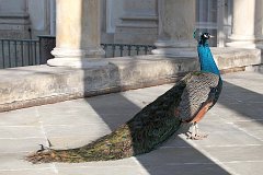 Paw indyjski (zwyczajny) - samiec - (Pavo cristatus) - Indian Peafowl (Blue Peafowl)