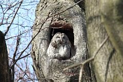 Puszczyk zwyczajny - (Strix aluco aluco) - Tawny Owl