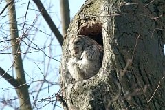 Puszczyk zwyczajny - (Strix aluco aluco) - Tawny Owl