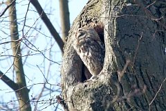 Puszczyk zwyczajny - (Strix aluco aluco) - Tawny Owl - greyish brown plumage