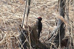 Dzicio czarny - (Dryocopus martius) - Black Woodpecker