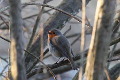 Rudzik zwyczajny - (Erithacus rubecula) - European Robin