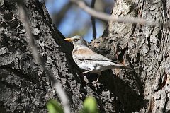 Kwiczo - (Turdus pilaris) - Fieldfare