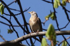 Kwiczo - (Turdus pilaris) - Fieldfare