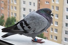 Gob pocztowy - (-) - Homing pigeon