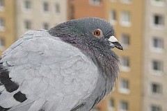 Gob pocztowy - (-) - Homing pigeon