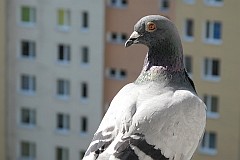 Gob pocztowy - (-) - Homing pigeon