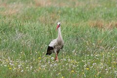 Bocian biay - (Ciconia ciconia) - White Stork