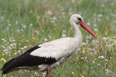 Bocian biay - (Ciconia ciconia) - White Stork