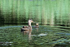 Kaczka krzywka - (Anas platyrhynchos) - Mallard - Wild Duck