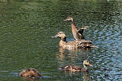 Kaczka krzywka - (Anas platyrhynchos) - Mallard - Wild Duck