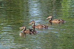 Kaczka krzywka - (Anas platyrhynchos) - Mallard - Wild Duck