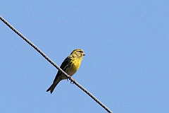 Kulczyk zwyczajny - (Serinus serinus) - European Serin