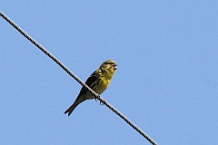 Kulczyk zwyczajny - (Serinus serinus) - European Serin