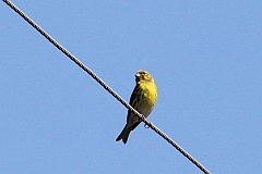 Kulczyk zwyczajny - (Serinus serinus) - European Serin