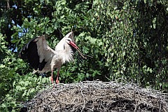 Bocian biay - (Ciconia ciconia) - White Stork