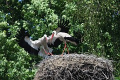 Bocian biay - (Ciconia ciconia) - White Stork